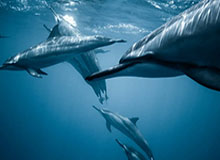 2026世界杯客户端安装-两次滚进法国球门 抢掷边线球 C罗好想赢但没赢！